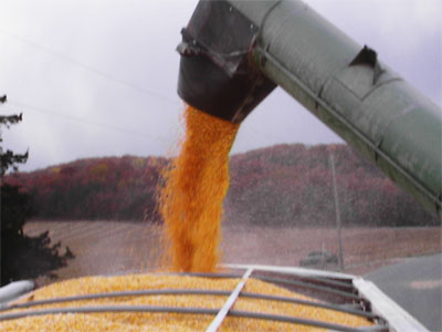 grain_shoot Grain Drying - Corn