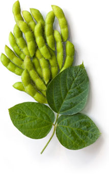 Sparta Coop grain prices, soybean prices, etc.